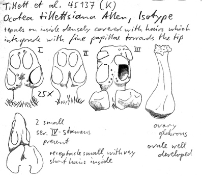 Vorschaubild Ocotea tillettsiana C.K. Allen